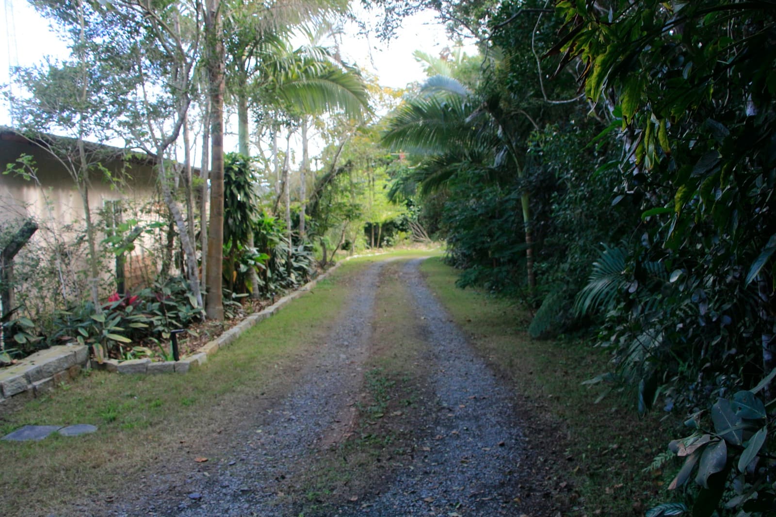 Caminho do jardim com palmeiras e flores