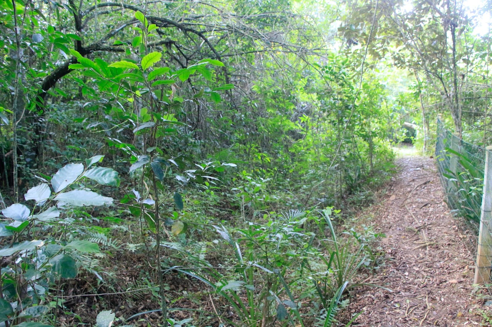 Trilha na mata fechada — imersão na natureza
