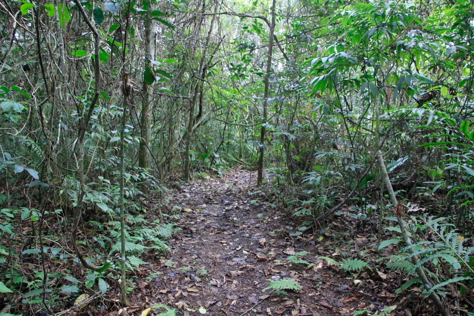 Trilha na Mata Atlântica — biodiversidade nativa
