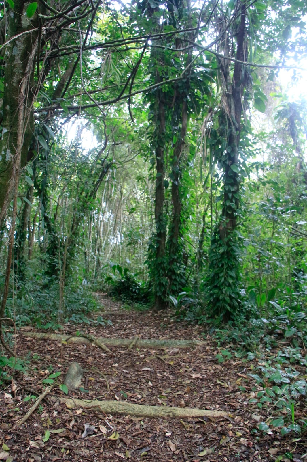 Bosque verde — trilha ecológica
