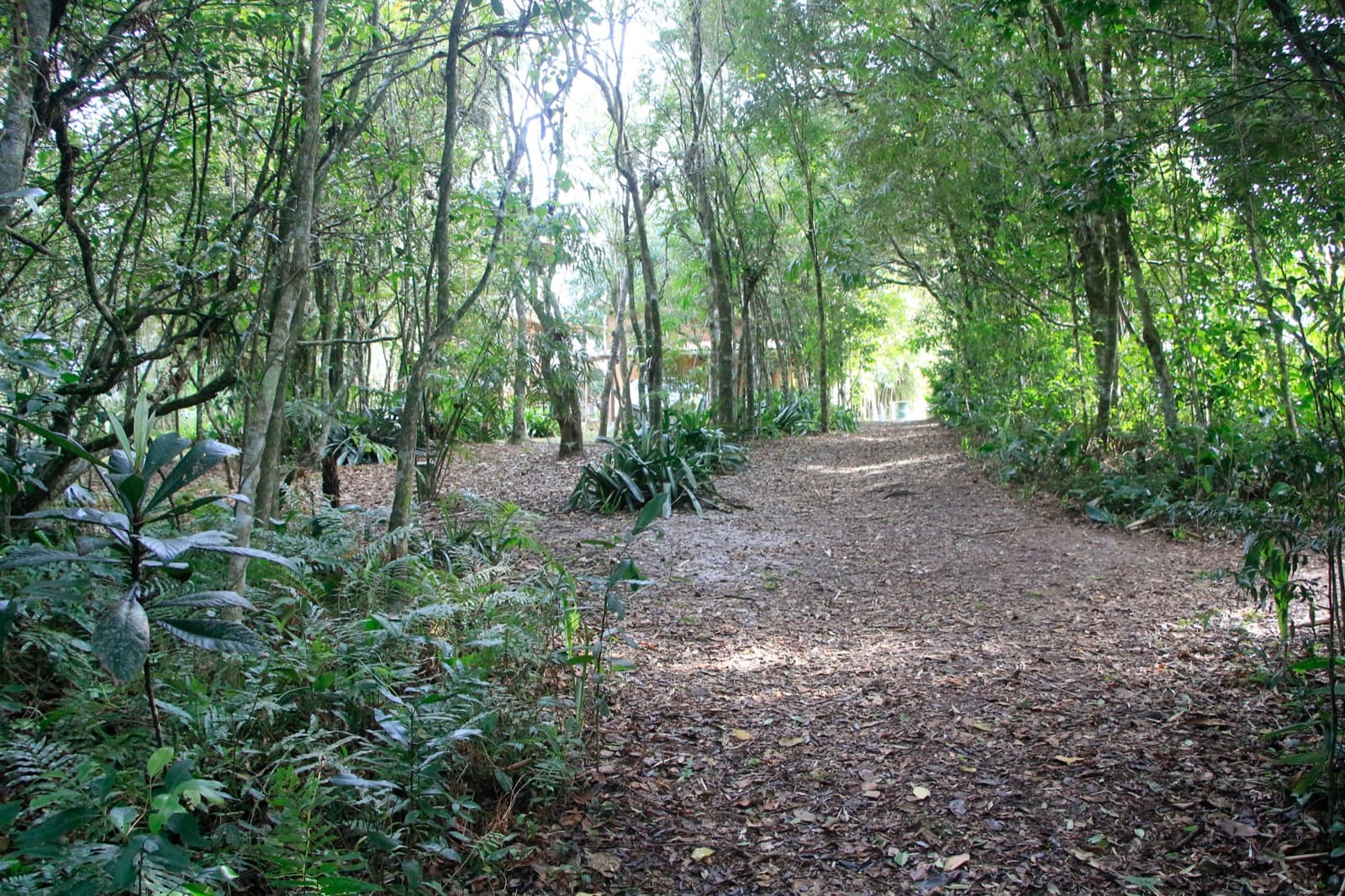 Trilha no bosque de Mata Atlântica