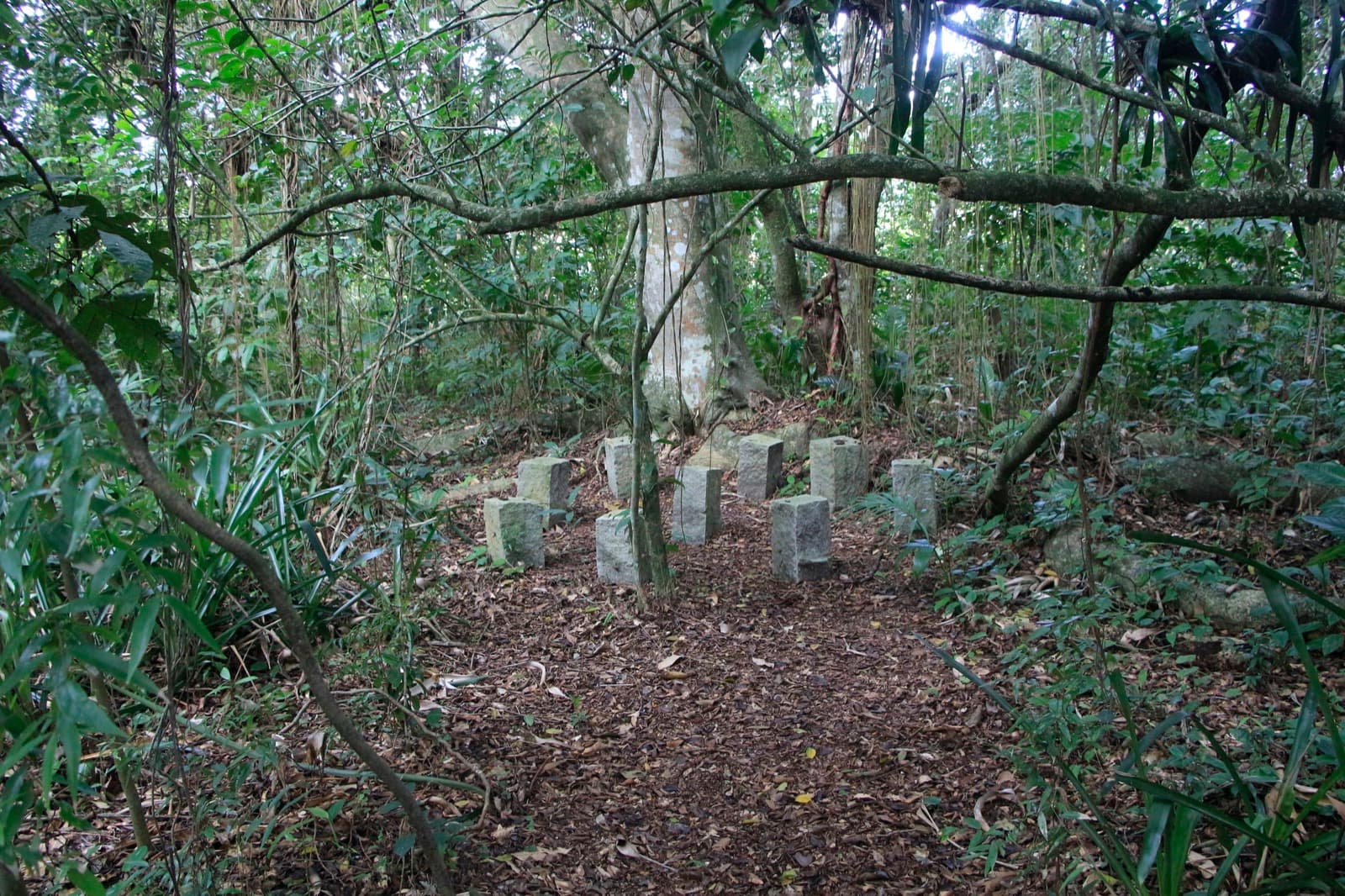 Círculo de pedras na floresta — espaço de meditação